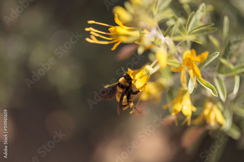 Black and yellow Western Bumble bee Bombus occidentalis gathers pollen in a Southern California garden in spring.