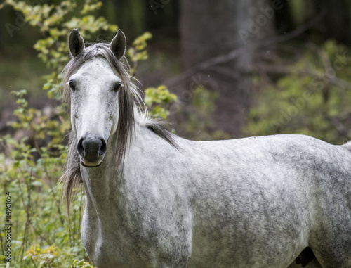 Fototapeta Naklejka Na Ścianę i Meble -  Horses on mountain pasture