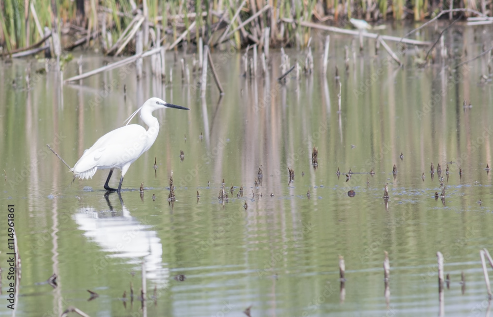 Obraz premium Little Egret 