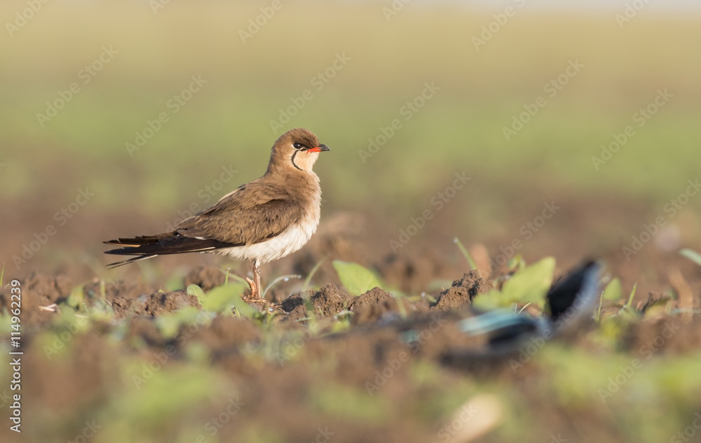 Collared Pratincole Collared Pratincole