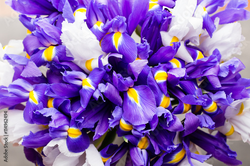 Iris flowers background, spring floral patern.
