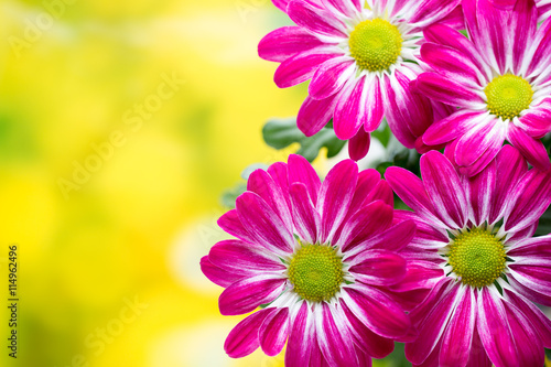 Pink chrysanthemum on yellow backgrounds.