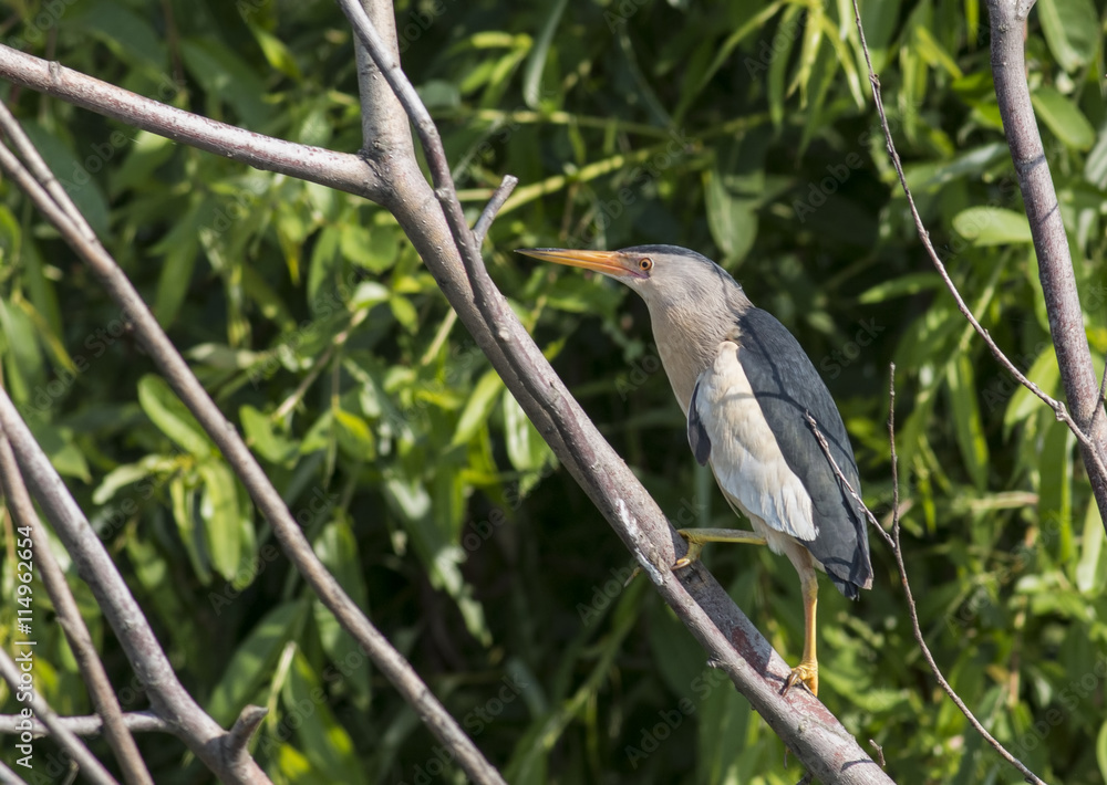 Naklejka premium Little Bittern