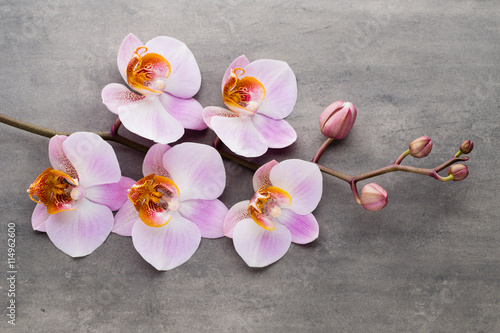 Fototapeta Naklejka Na Ścianę i Meble -  Spa orchid theme objects on grey background.