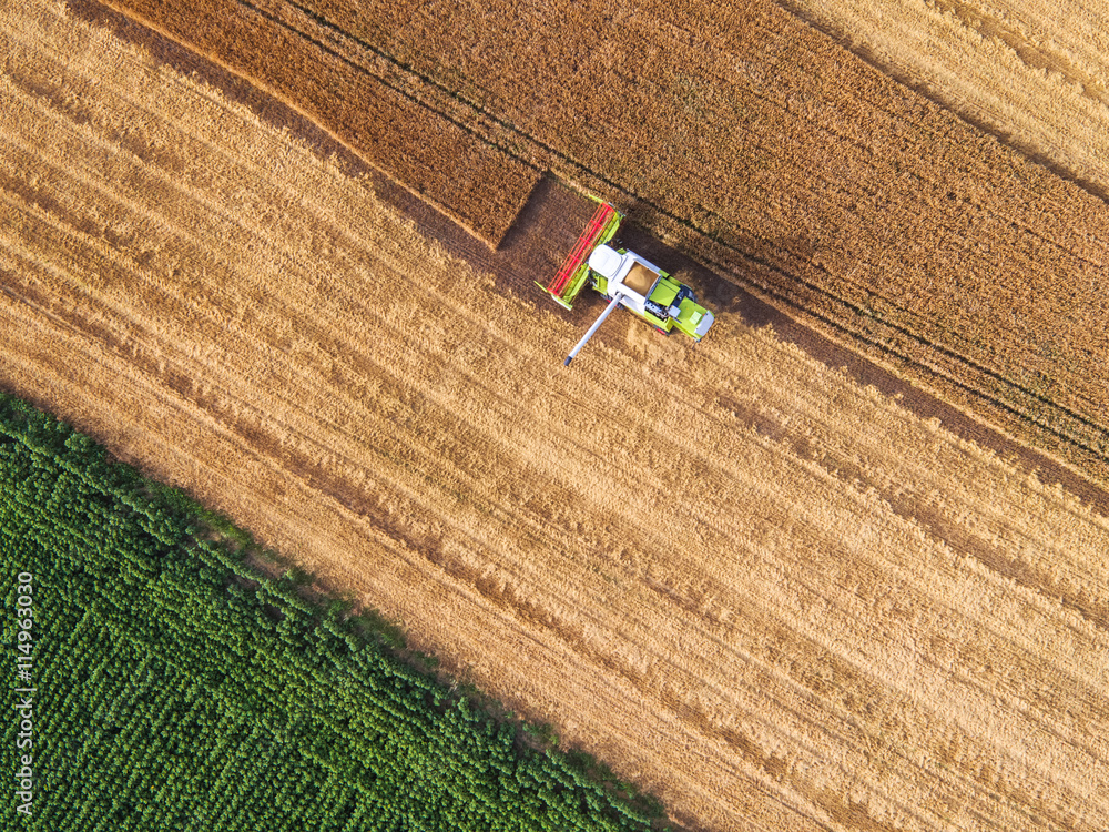 Fototapeta premium Aerial view of combine on harvest field