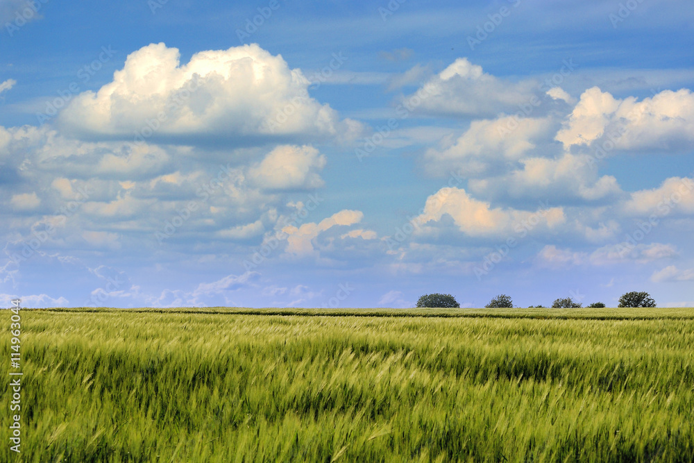 Fototapeta premium Summer landscape with sky and green herb
