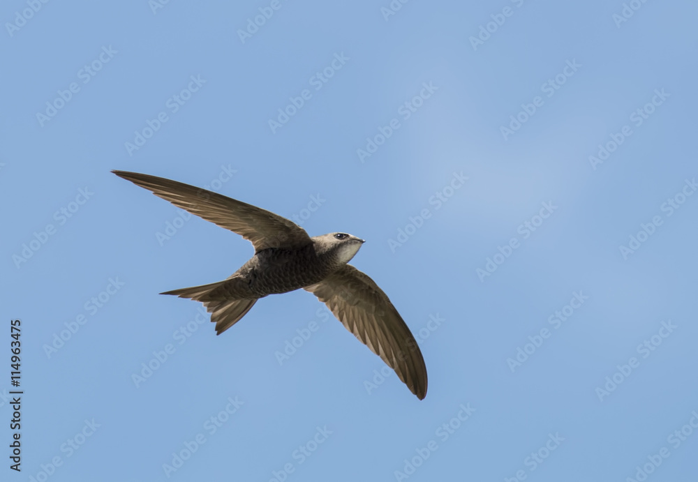 Fototapeta premium Pallid Swift