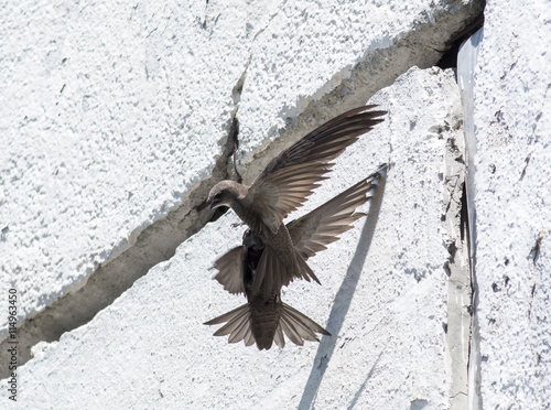 Εκτύπωση καμβά Pallid Swift