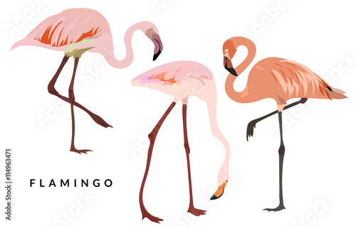 Pink flamingo set © elinorka