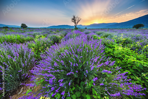 Fototapeta Naklejka Na Ścianę i Meble -  Lavender flower blooming fields in endless rows. Sunset shot.