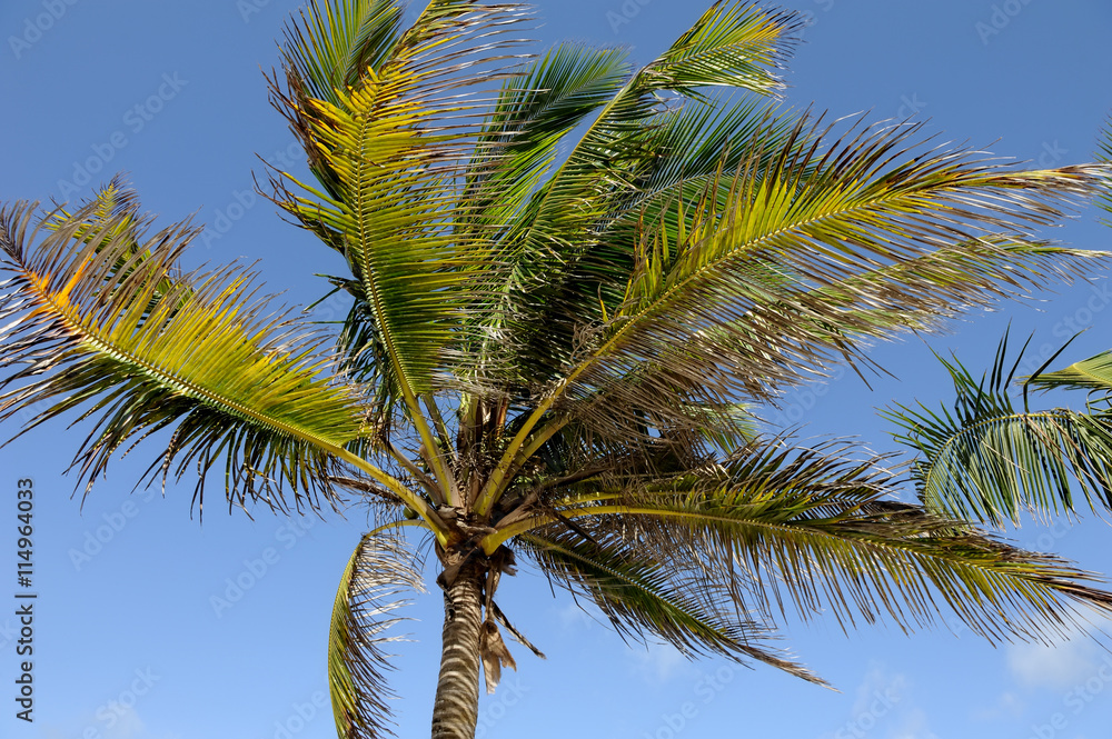 Green palm tree Green palm tree