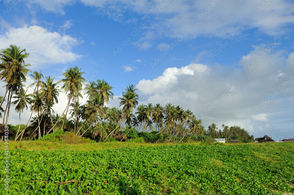 Palm trees at the beach