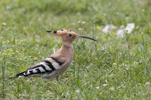 Hoopoe  © georgigerdzhikov