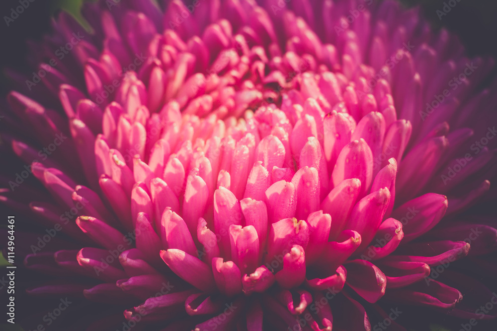 Obraz premium Aster Flower Macro Filtered