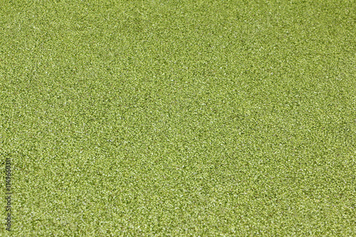 Duckweed on a boggy surface of a pond