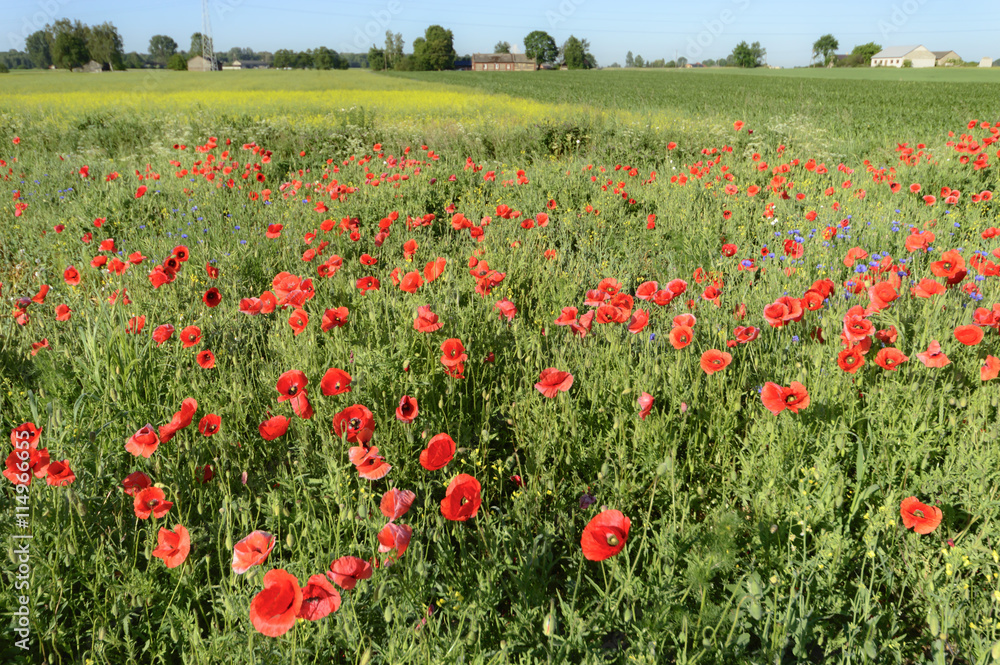 Obraz premium flowers