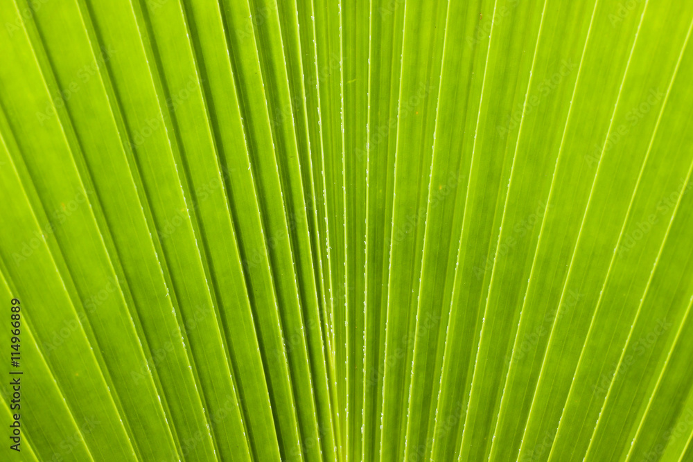 Patterns of leaves, palm fronds. Patterns of leaves, palm fronds.