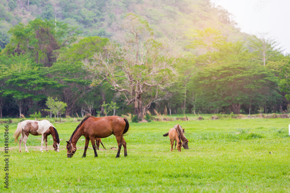 Obraz premium Hourses farm in the green garden mountain.