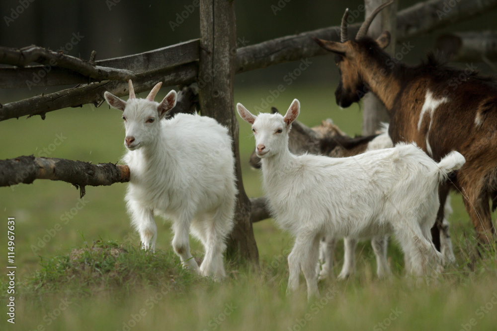 goat goat