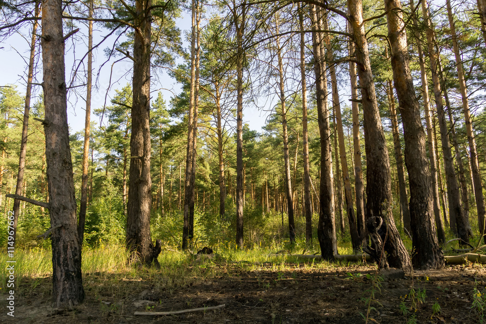 Pine Forest in the Morning