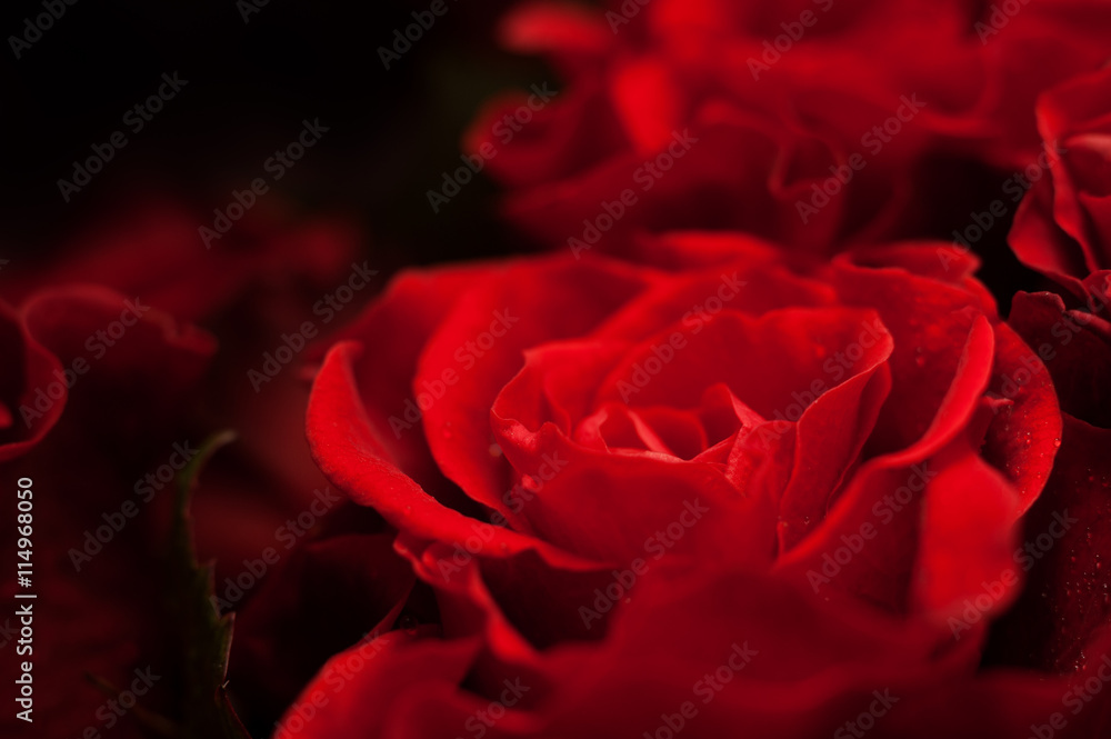 Elegant red rose macro