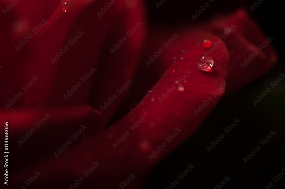 Obraz premium Elegant red rose macro