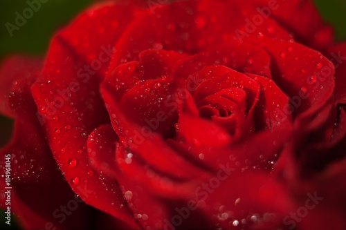 Fototapeta Naklejka Na Ścianę i Meble -  Elegant red rose macro