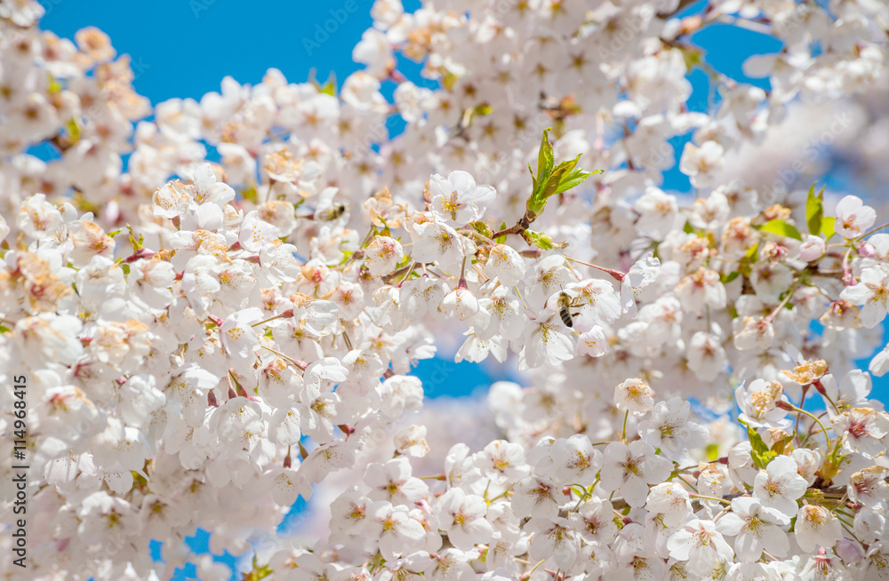 Cherry branch tree blossom blooming blue sky close-up Cherry branch tree blossom blooming blue sky close-up