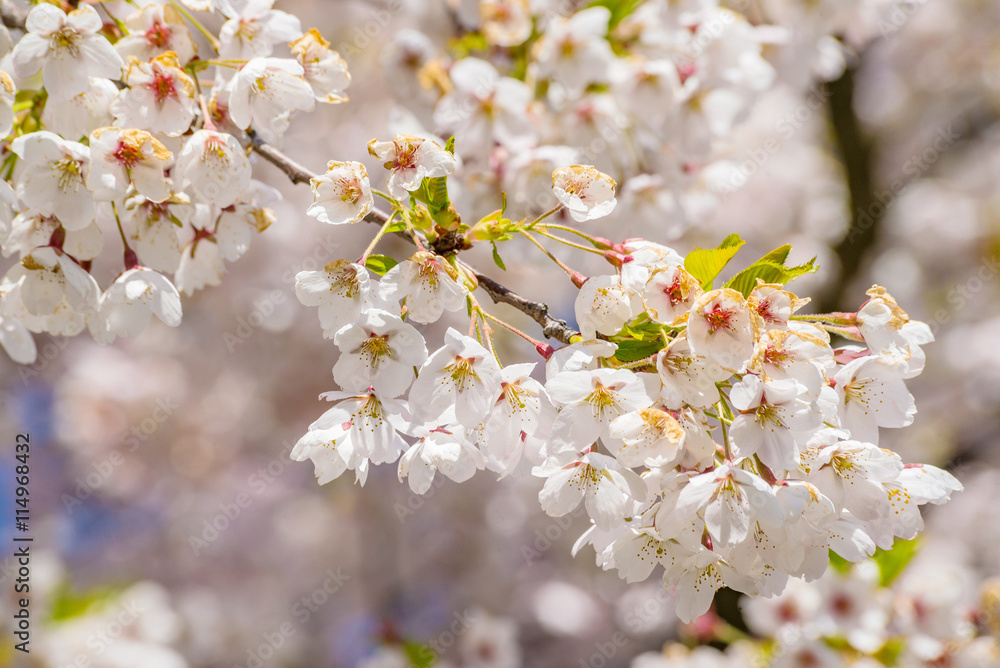 Cherry branch tree blossom blooming blue sky close-up Cherry branch tree blossom blooming blue sky close-up