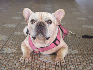 Leinwandbilder Französische Bulldogge Französische Bulldogge im Nahporträt  © chaivit