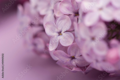 Fototapeta Naklejka Na Ścianę i Meble -  Bright purple lilac flowers isolated on rose background