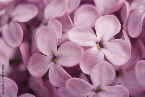 Bright purple lilac flowers close up © Roman Ribaliov