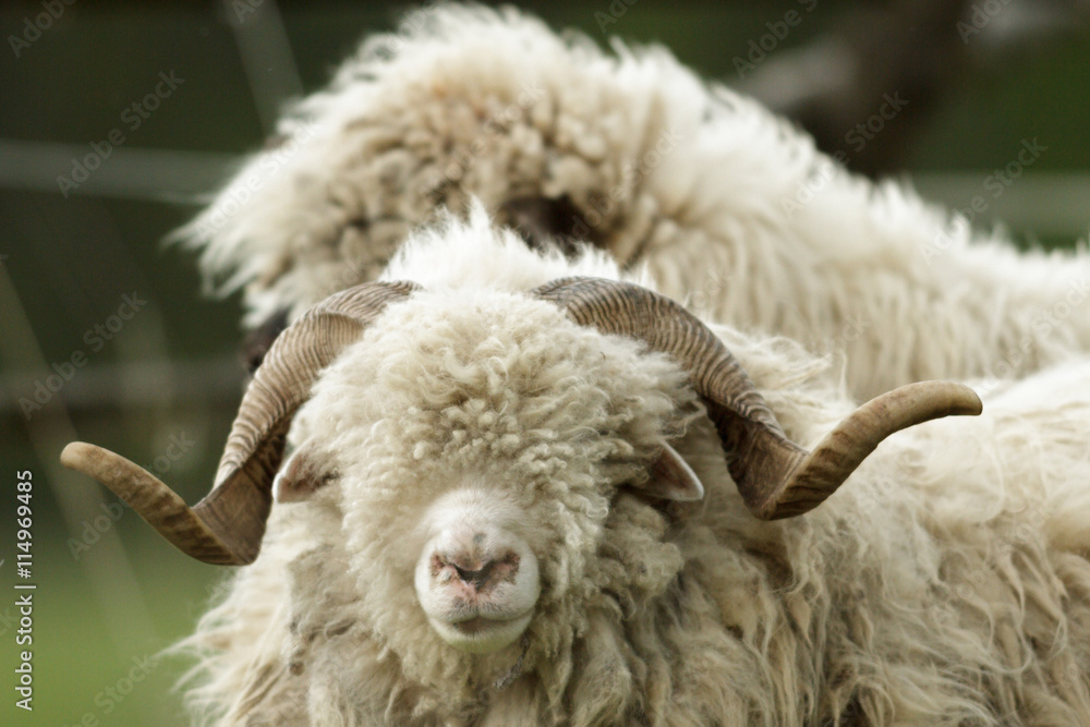 Fototapeta premium sheep