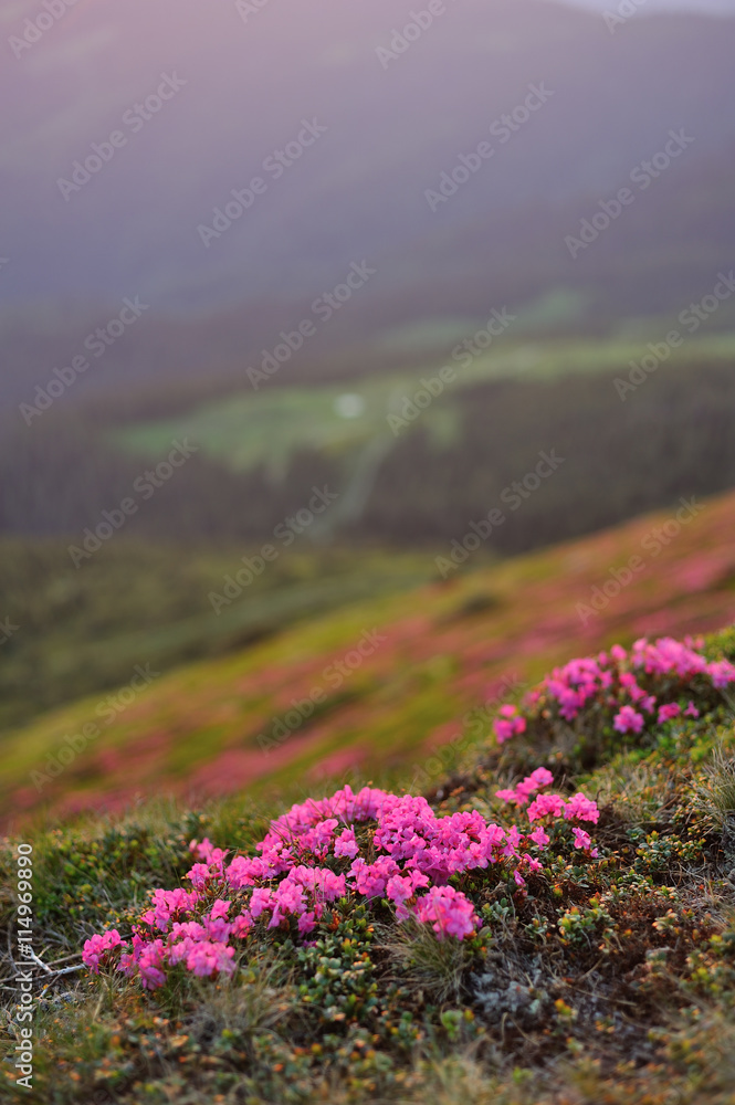 Obraz premium Pink summer flowers in the mountains