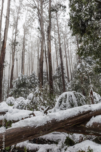 Snow laying on fallen trees and ferns in Australian eucalyptus forest on Mount Donna Buang, Victoria photo