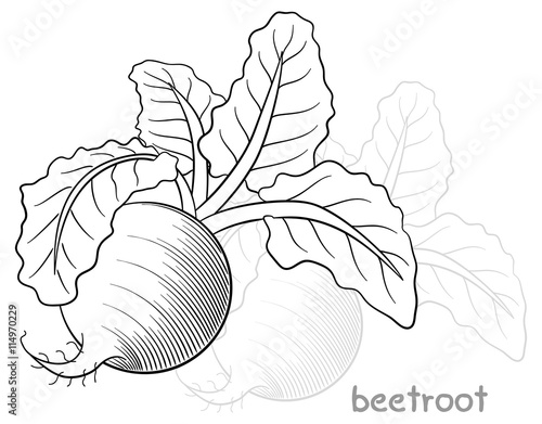 schwarz weiß gezeichnete Rote Beete 