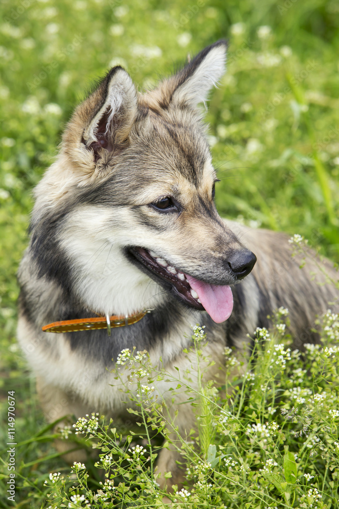 Fototapeta premium dog breed Visigoth Spitz