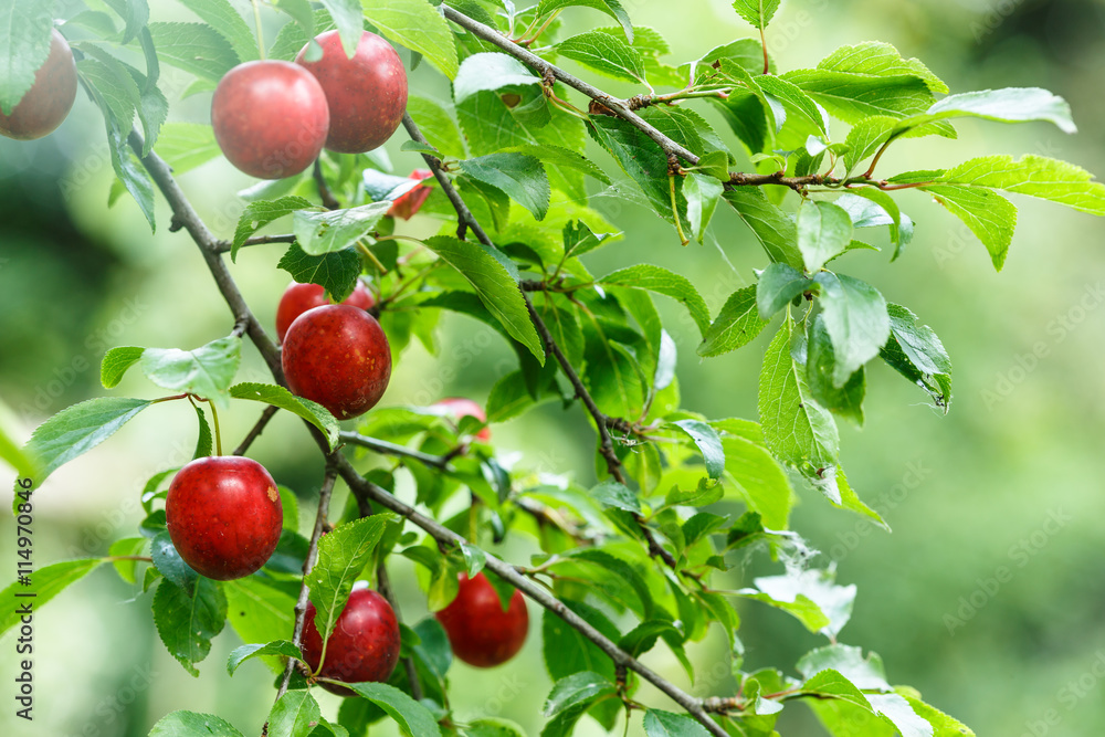 Obraz premium ripening wild plums branch
