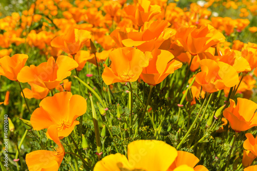 Orange poppies in a summer meadow on sunny day