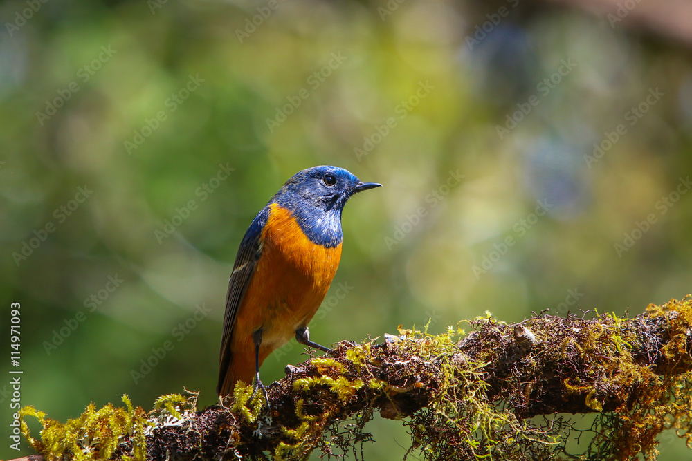 Obraz premium Bird,beautiful male Rufous-bellied Niltava - Wild birds on Doi Inthanon of Thailand.