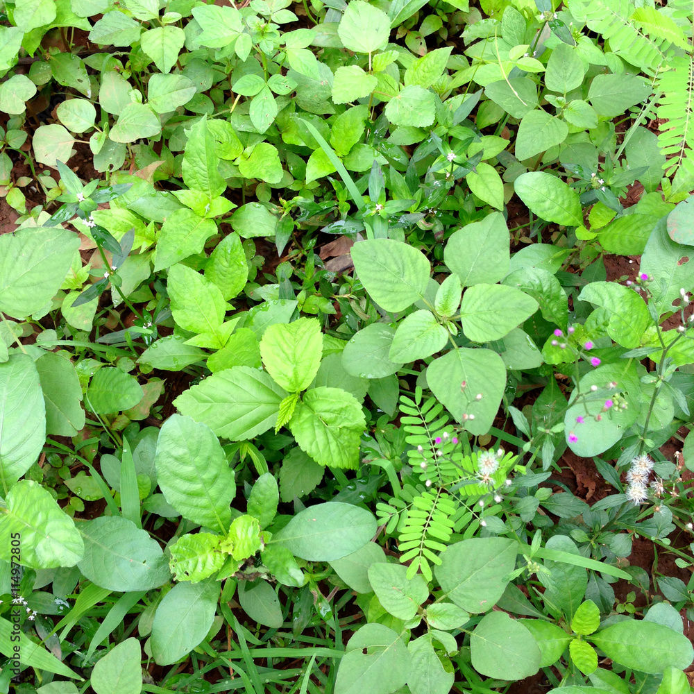 plant on the ground in the forest background plant on the ground in the forest background