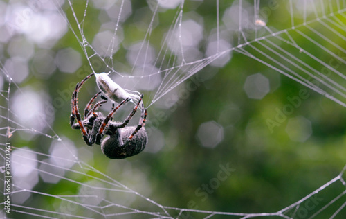 Spider Trap. Spider networks bites its victim.