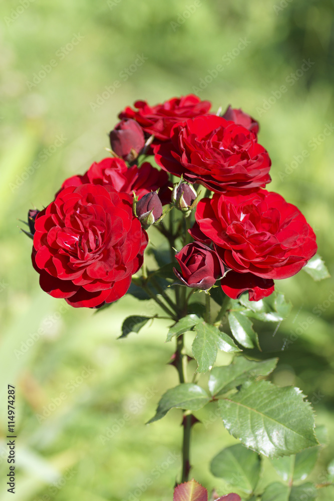 Red rose flower in the garden. Red rose flower in the garden.