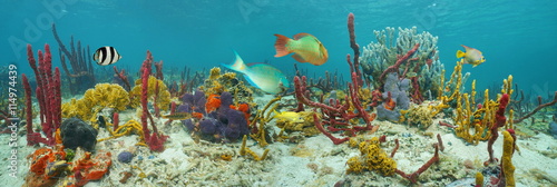 Fototapeta Naklejka Na Ścianę i Meble -  Underwater panorama, seabed with colorful marine life composed by sea sponges, corals and tropical fish, Caribbean sea