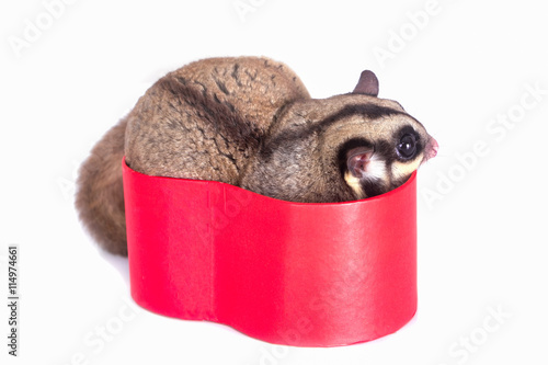 Cute sugar glider in red gift box photo