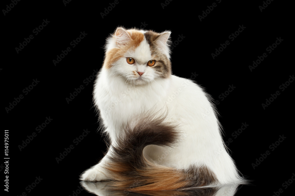 Portrait of Angry Scottish Highland Straight Cat, waving his tail, White with Red Color of Fur, Isolated Black Background, Side view, Grumpy Face