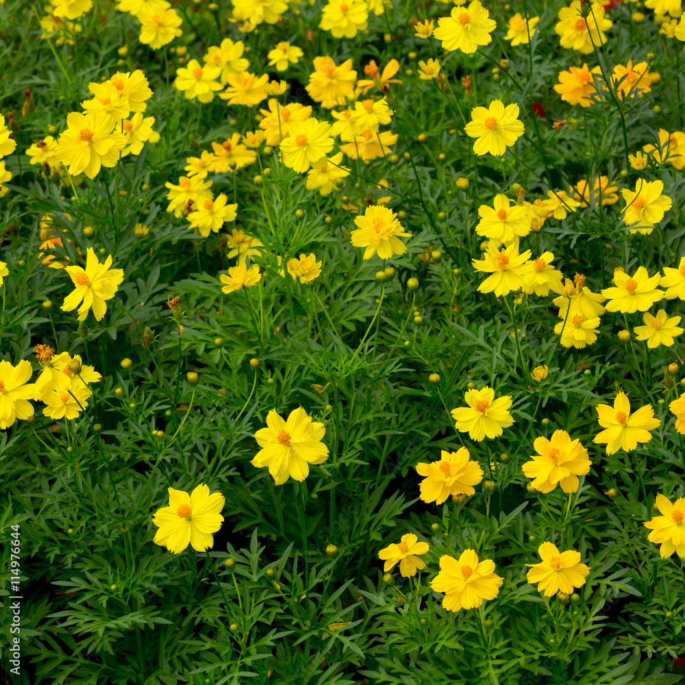 Cosmos flower in field