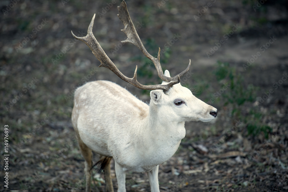 Buck outside during the day in Queensland. Buck outside during the day in Queensland.