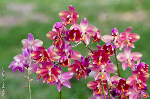 pink  orchid flower © piyagoon