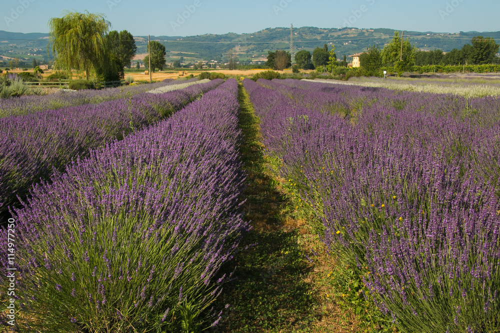 Naklejka premium Lavender field in Provence 